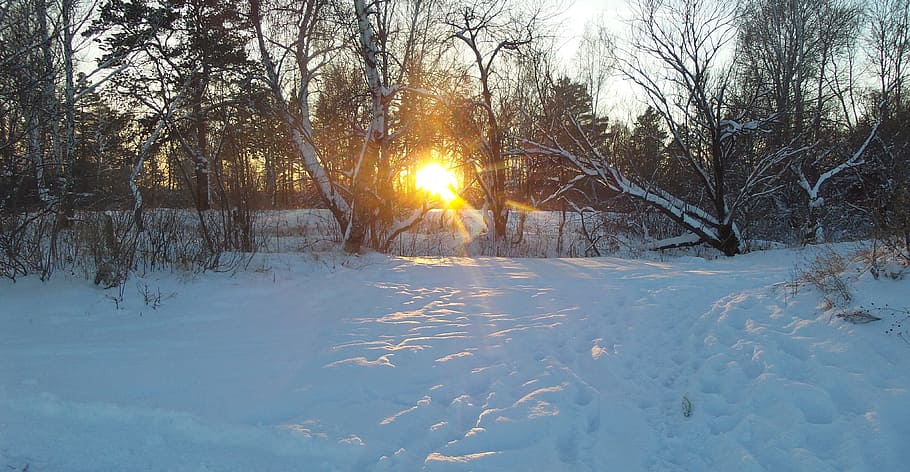 Winter, Forest, Landscape, winter forest, sun, trees, cold temperature HD wallpaper