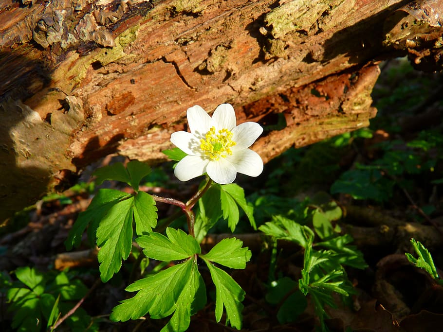 wood anemone, flower, white, plant, flowering plant, vulnerability, HD wallpaper
