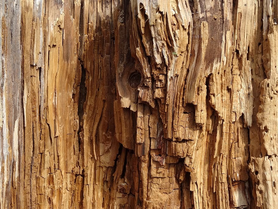 annual rings, log, inner, nature, wood, dry, wood - material HD wallpaper
