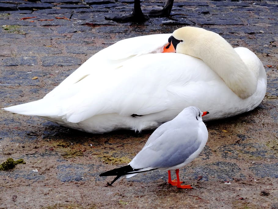 swan, seagull, bird, close, bank, animal themes, vertebrate HD wallpaper