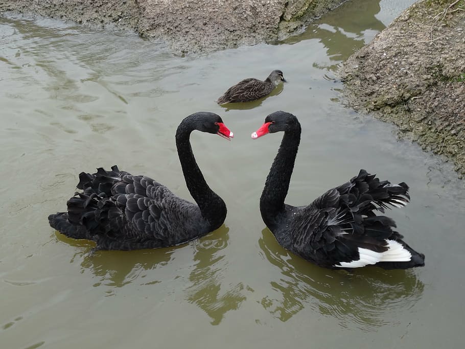 swans, love, symbol, two, couple, wildlife, water, black swan HD wallpaper