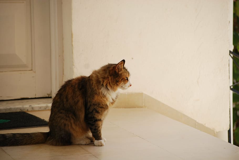 cat, tabby, outside, mammal, one animal, animal themes, pets HD wallpaper