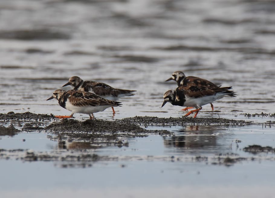 bird, wildlife, shorebird, water, animal, outdoors, nature, HD wallpaper