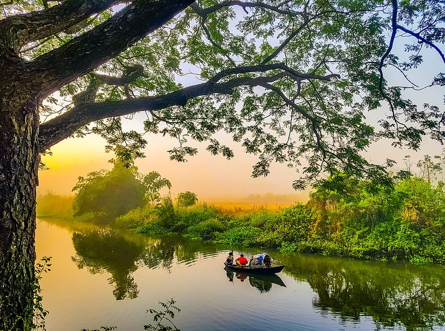 Green Plants, branches, dawn, daylight, environment, fishing boat HD wallpaper