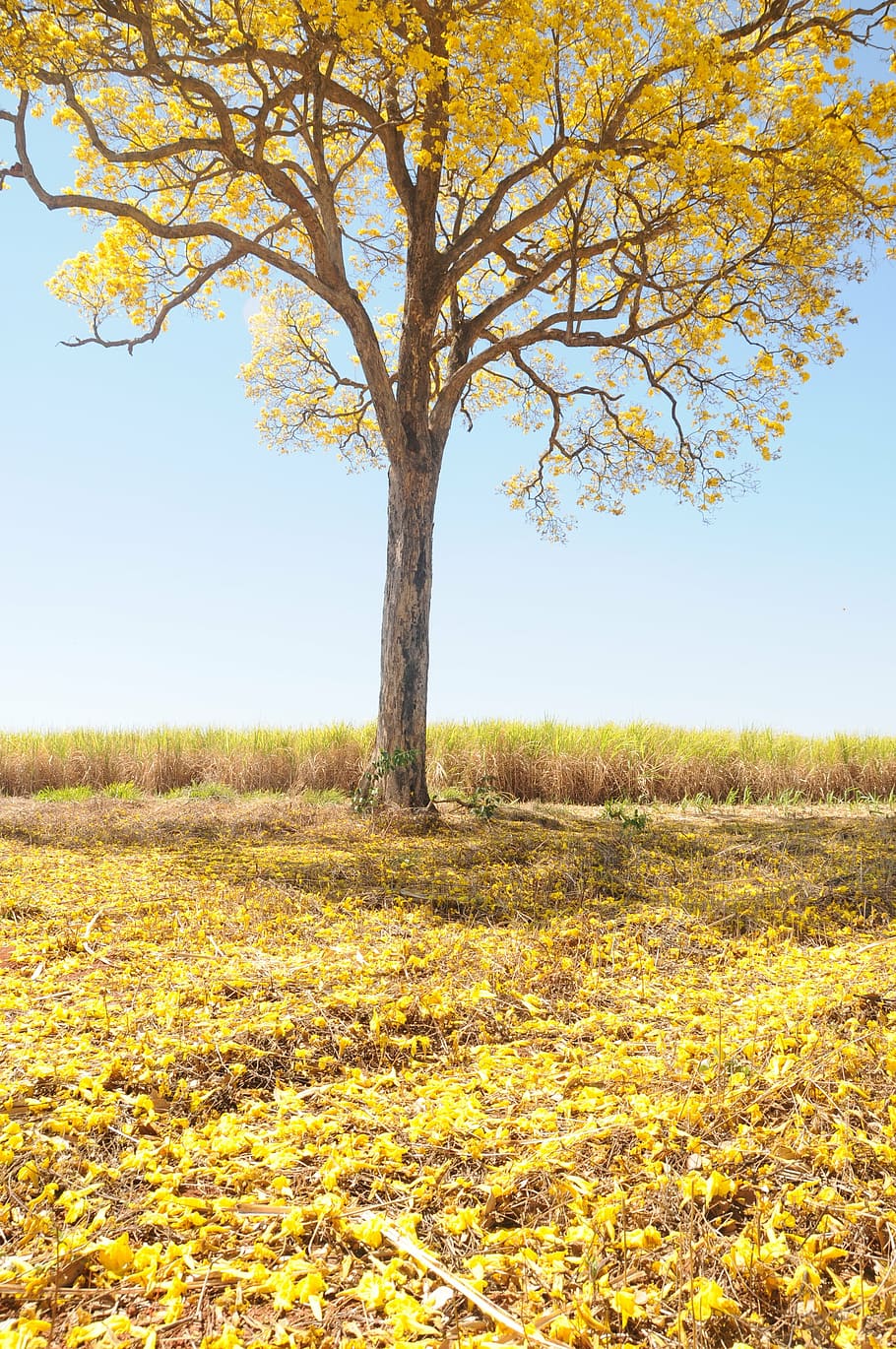 tree, yellow, spring, farm, beautiful, ipê, landscape, plant HD wallpaper