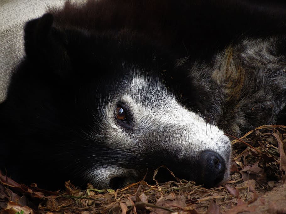 Old, Dog, Canine, Pet, Cute, Adorable, lying, animal, mammal HD wallpaper