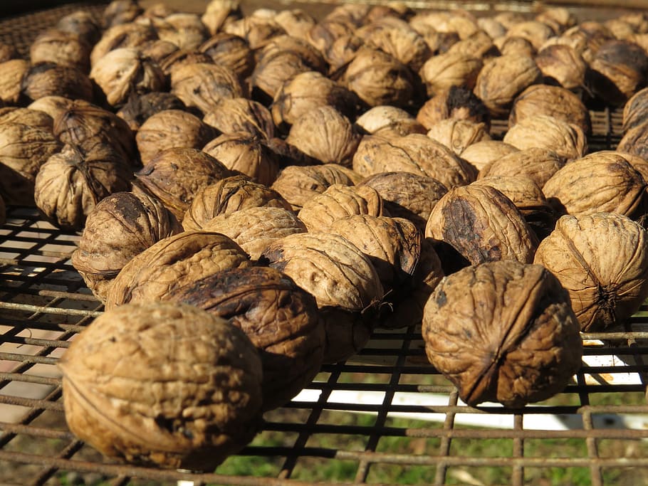 Walnuts, Brown, autumn, food, gourmet, snack, food And Drink HD wallpaper