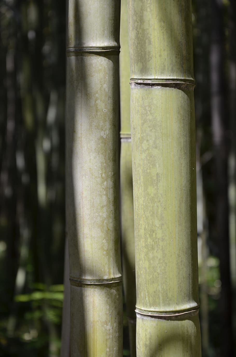 Bamboo, Nature, Vegetation, Plant, green, garden, serenity, HD wallpaper