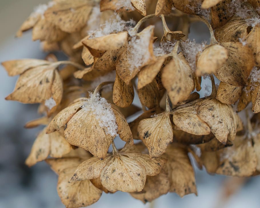 snow, winter, hydrangea, january, scene, seasonal, landscape HD wallpaper