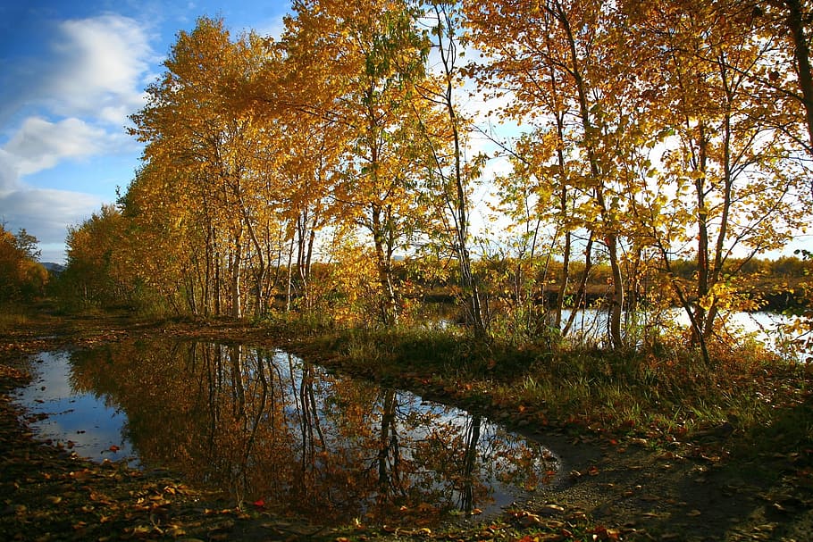 autumn, forest, lake, reflection, autumn forest, golden autumn HD wallpaper