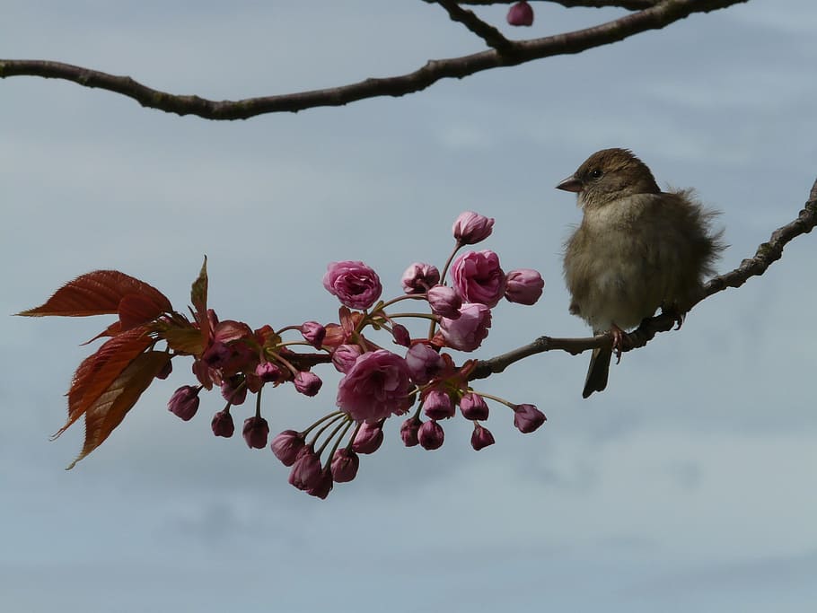brown bird on tree branch with flower, sit, sparrow, sperling