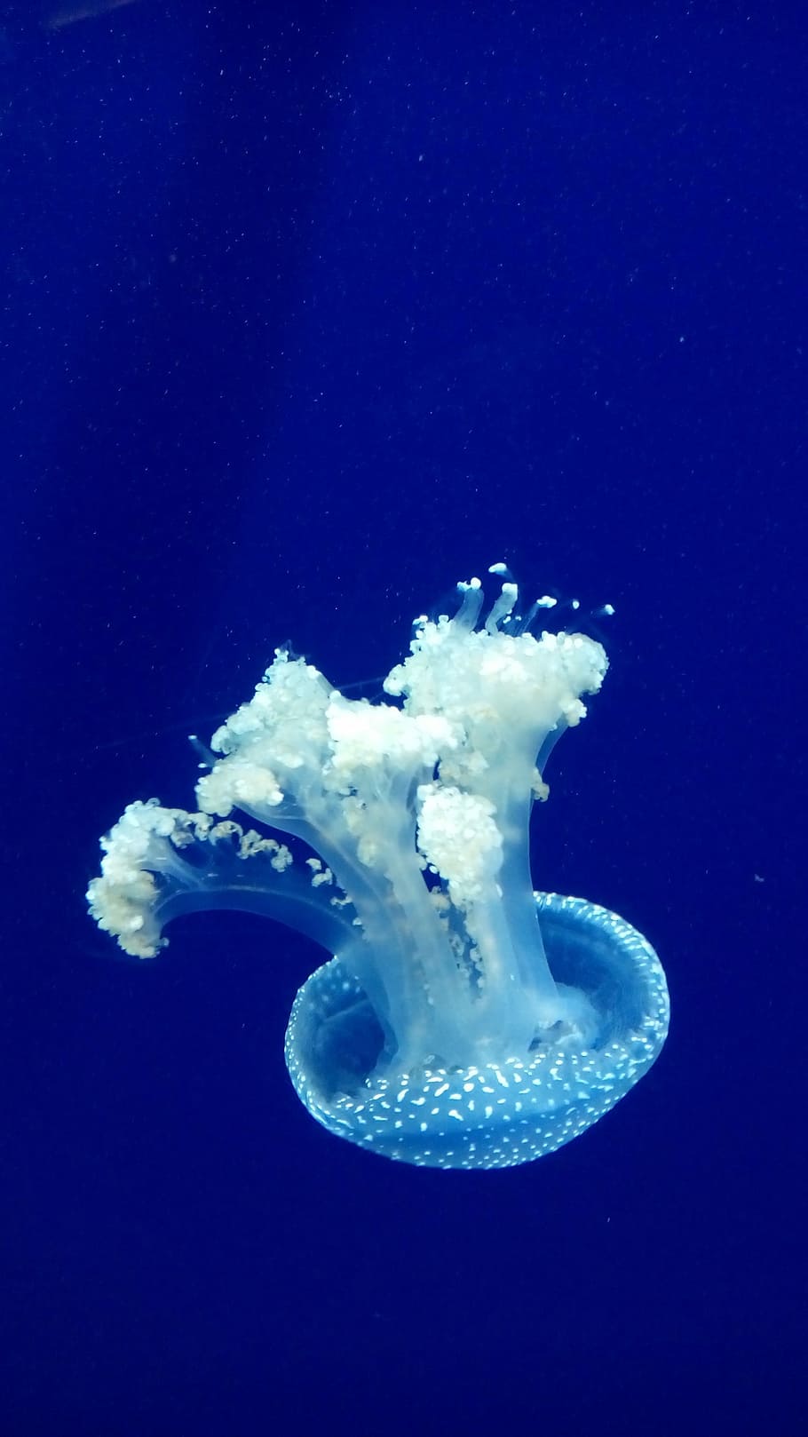 Jellyfish, Aquarium, Sting, Venom, underwater, blue, wildlife