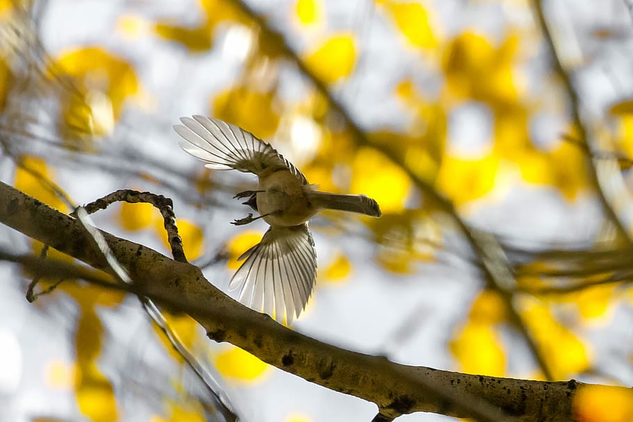 brown bird flying, tree, branch, leaf, wings, feathers, brid HD wallpaper