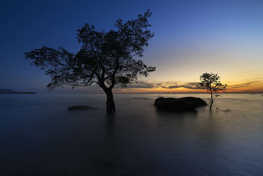 tree on beach, the sun, phuquoc, island, vietnam, the beach, mangrove, HD wallpaper