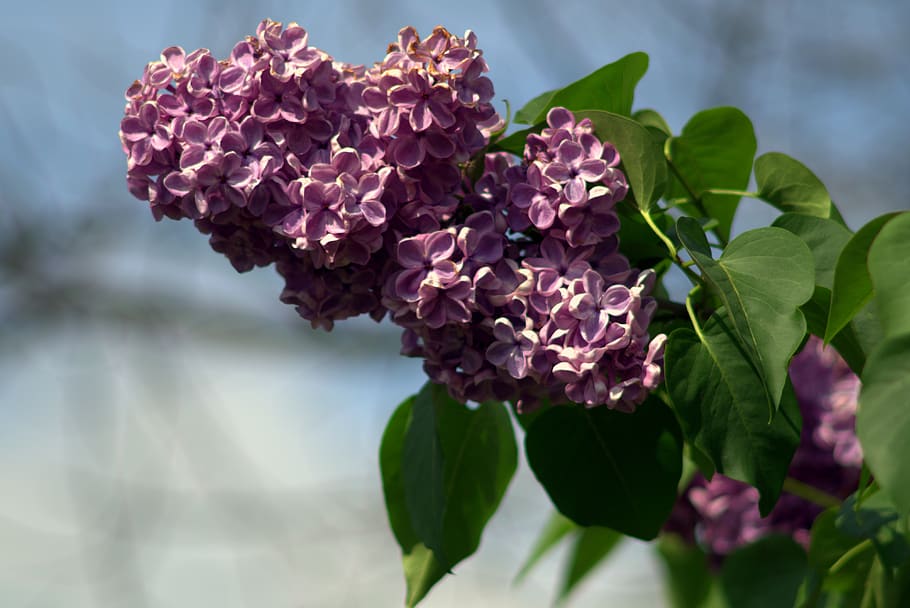 without, violet, sky, blue, summer, spring, beauty, nature HD wallpaper