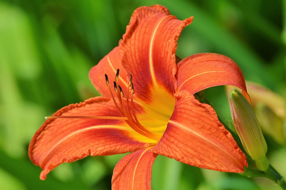 Lily, Flower, Iris, Blossom, Bloom, plant, red, nature, garden HD wallpaper