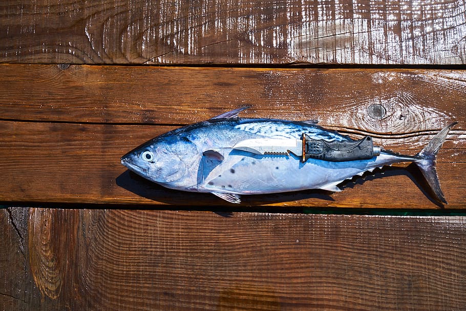 fish, knife, hack, sharp, fresh, catch, marine, restaurant HD wallpaper