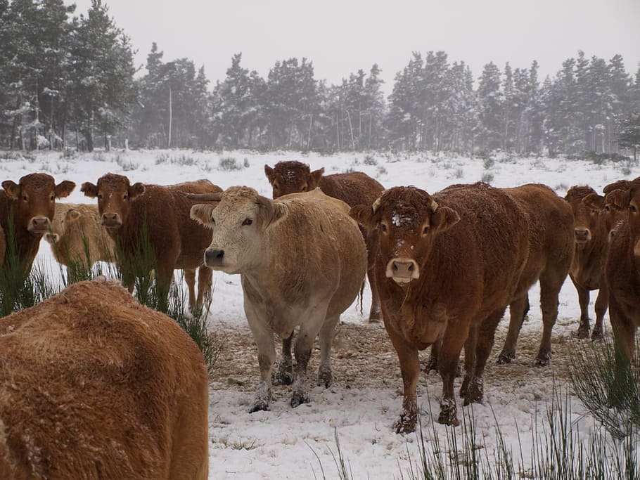 cow, herd, cattle, field, agriculture, animals, snow, nature HD wallpaper