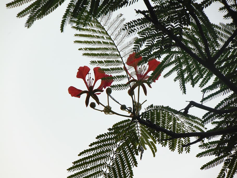 flower, phoenix, nice, nature, tree, leaf, summer, plant, palm Tree HD wallpaper