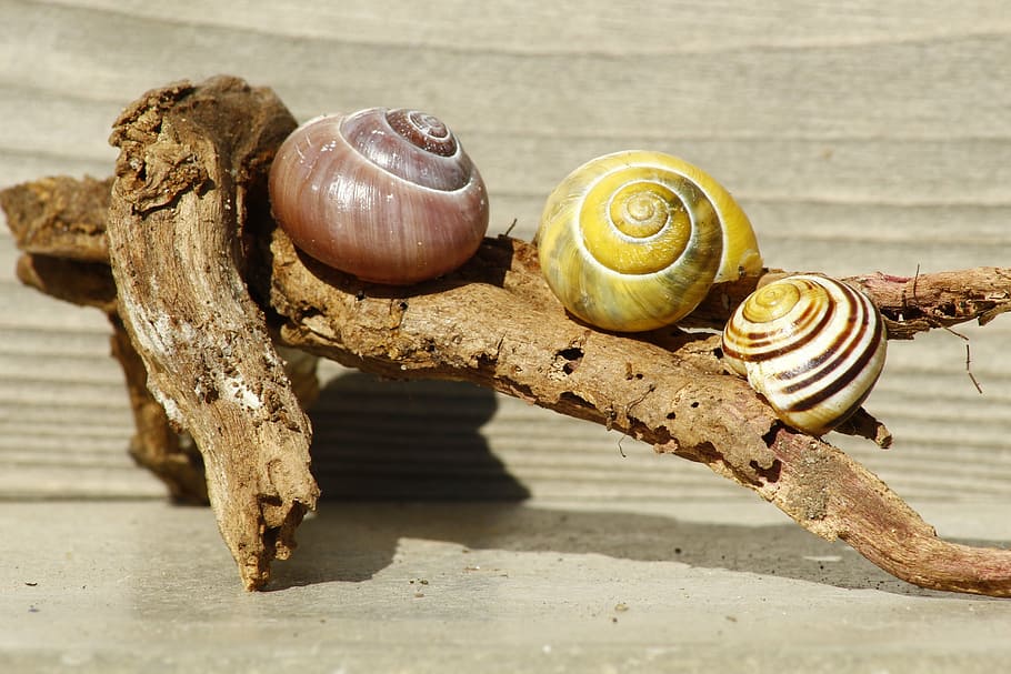 snails, shell, wood, nature, slowly, snail shells, branch, close HD wallpaper