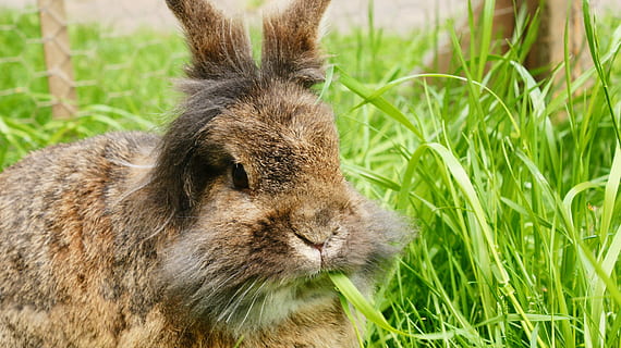 Rabbit, Grass, Spring, bunny, green, cute, animal, nature, pet HD wallpaper