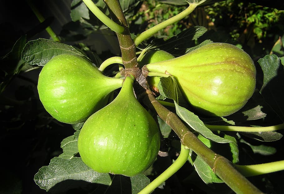 fig, tree, fruit, growing, plant, harvest, green color, food HD wallpaper