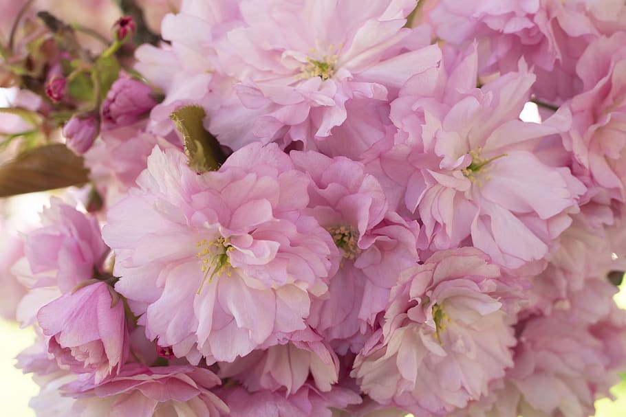 cherry, blossom, spring, flower, pink, tree, nature, season HD wallpaper