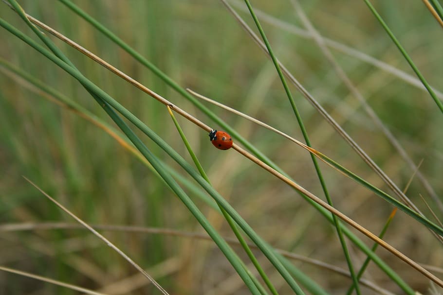 ladybug, reed, grass, nature, grasses, landscape, rest, atmosphere HD wallpaper