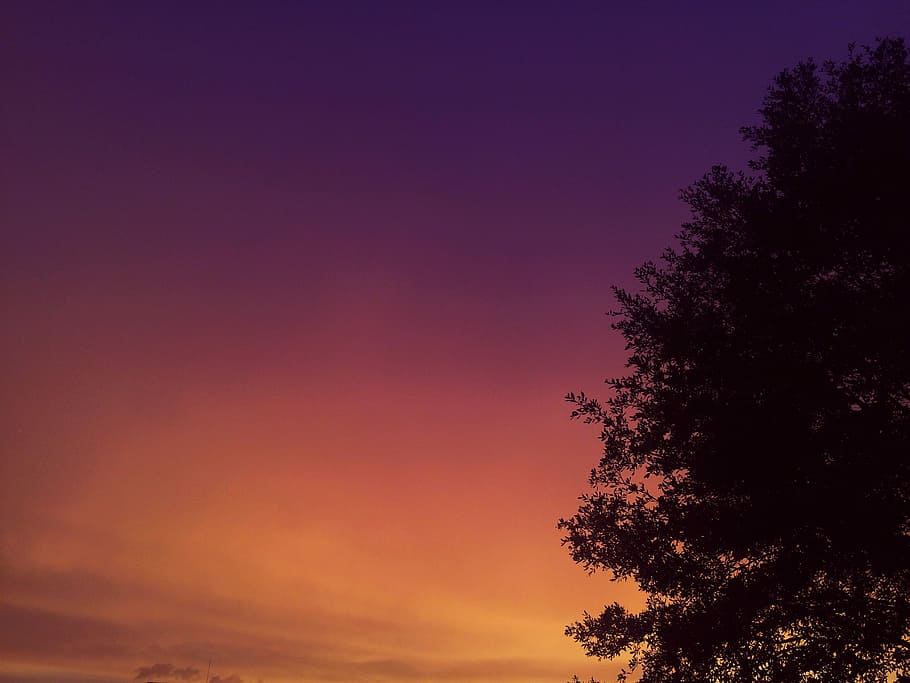green tree at golden hour, silhouette of green tree, sunset, sky HD wallpaper