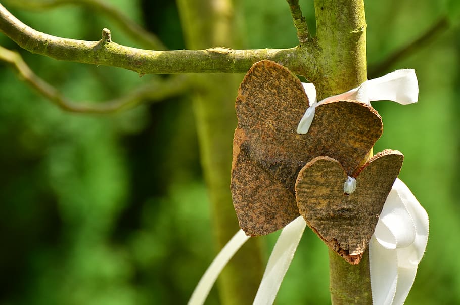 two brown hearts wedding decors hanged on tree close-up photography HD wallpaper