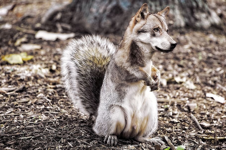untitled, wolf, composing, image overlay, squirrel, fantasy HD wallpaper