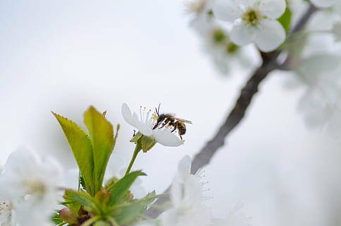 selective focus photo f bee pollinating on white petaled flower at daytime HD wallpaper