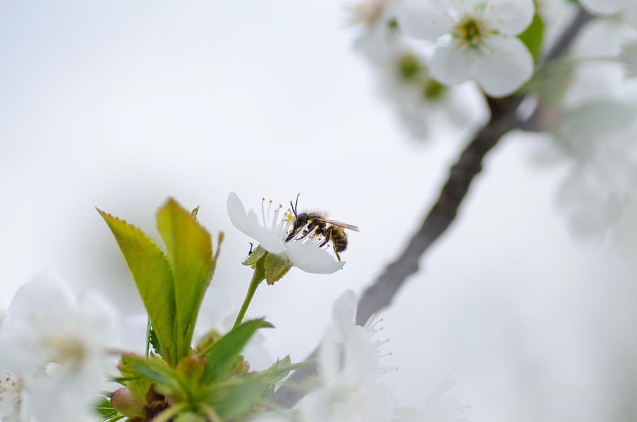 selective focus photo f bee pollinating on white petaled flower at daytime, HD wallpaper