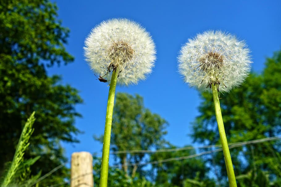 two dandelions near trees, plant, seed head, puff-ball, fluffy HD wallpaper