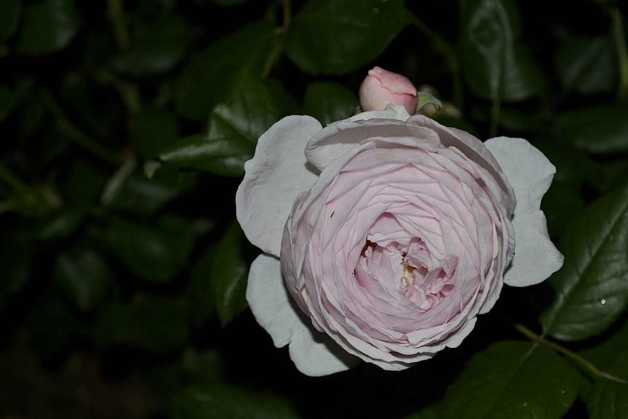rose white, garden, spring, flower, flowering plant, petal HD wallpaper