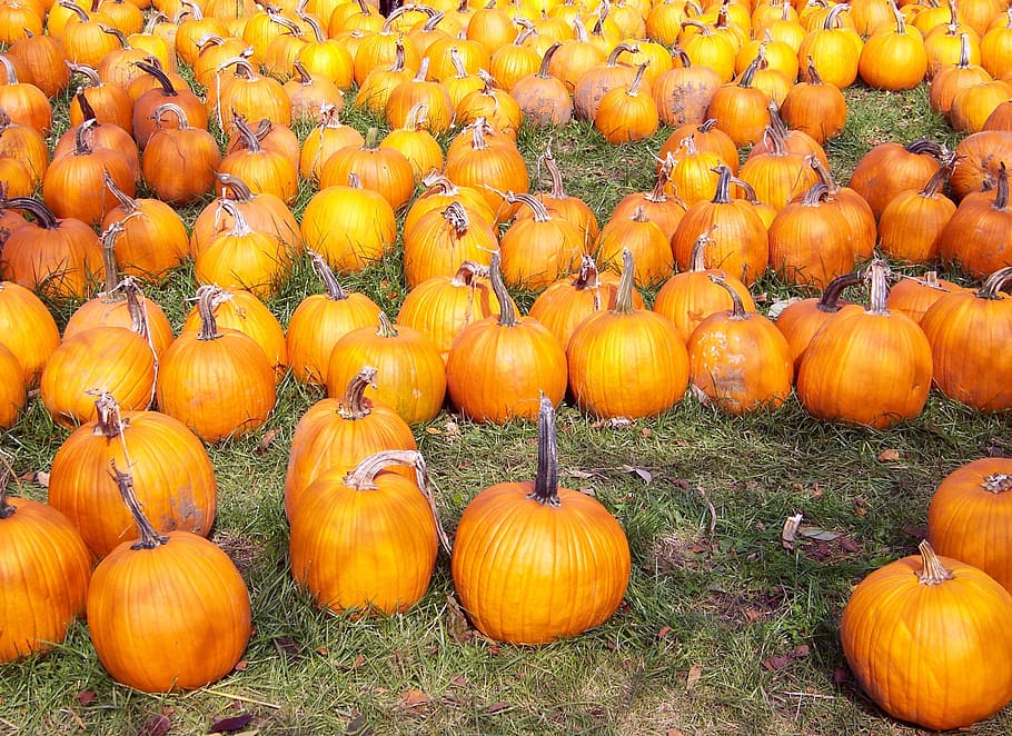 Pumpkins, Autumn, Fall, Orange, Yellow, fruits, green background HD wallpaper