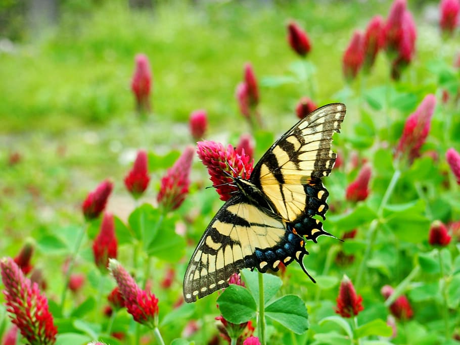 clover, butterfly, nature, spring, flower, grass, meadow, floral HD wallpaper