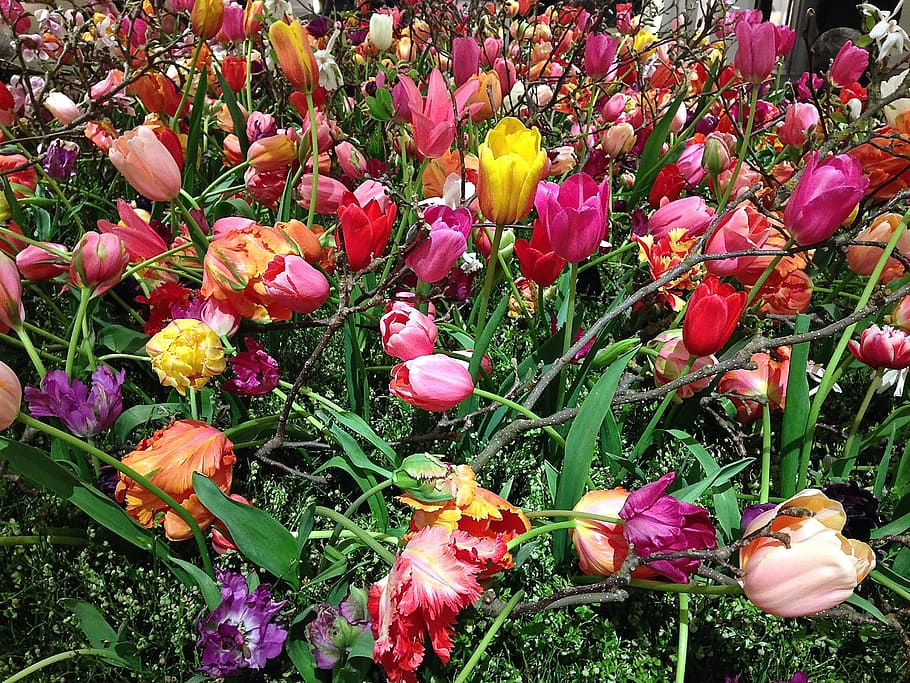 tefaf, tulips, flowers, flowering plant, beauty in nature, growth HD wallpaper
