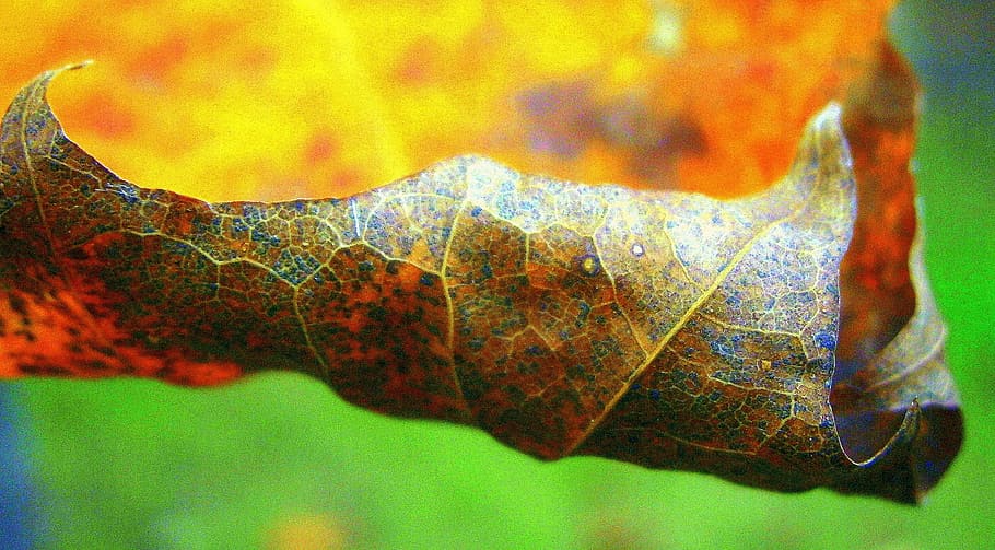 leaf, autumn leaf, colorful, nature, backgrounds, close-up HD wallpaper