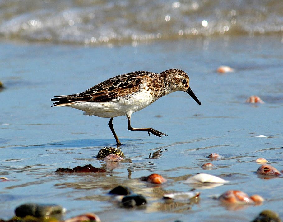 Beach, Bird, Sea, Shell, Ocean, Sand, water, summer, birds HD wallpaper
