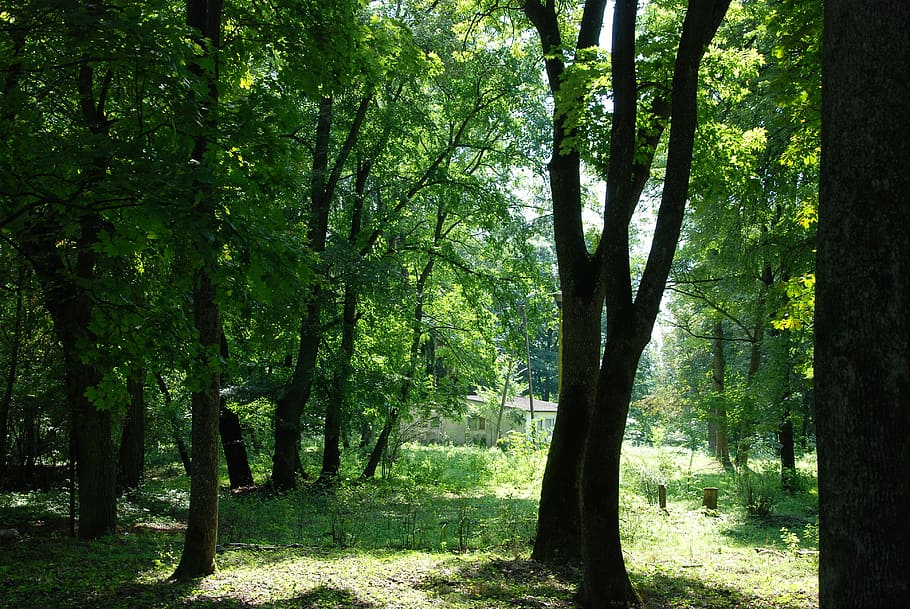 podlaski, breakthrough, bug, forest, nature, tree, outdoors HD wallpaper