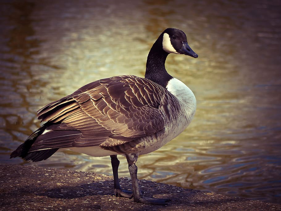 HD wallpaper: goose, animal, bird, poultry, greylag goose, gander ...