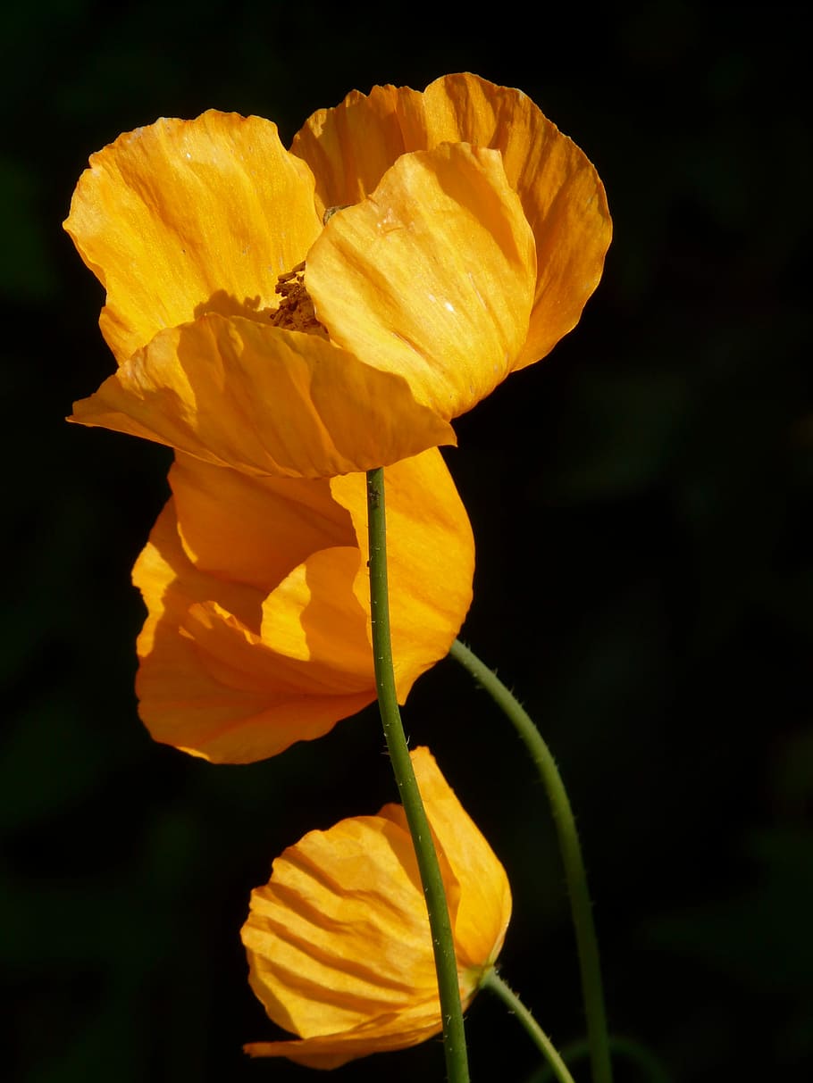 closeup photo of yellow petaled flower, orange, flowers, daytime, HD wallpaper
