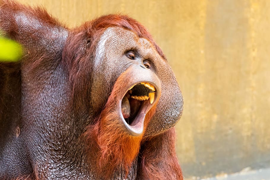 monkey, primate, oranguta, animal, animal world, mammal, zoo HD wallpaper