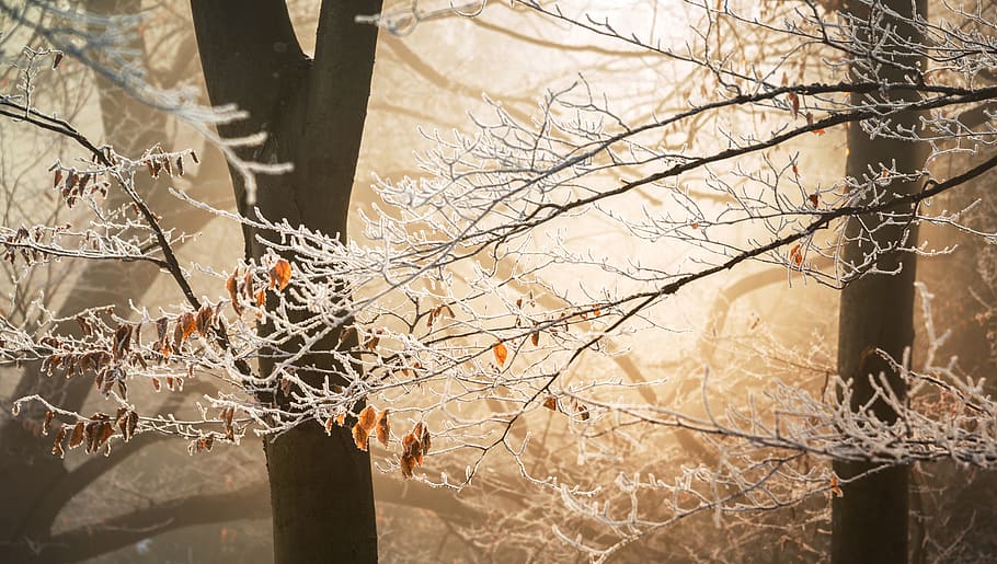 snow, winter, white, cold, weather, ice, trees, plants, nature HD wallpaper