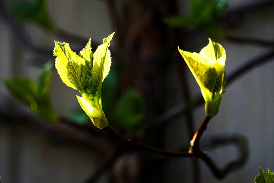 green, sun, leaves, light, plant, shadow, back light, close HD wallpaper