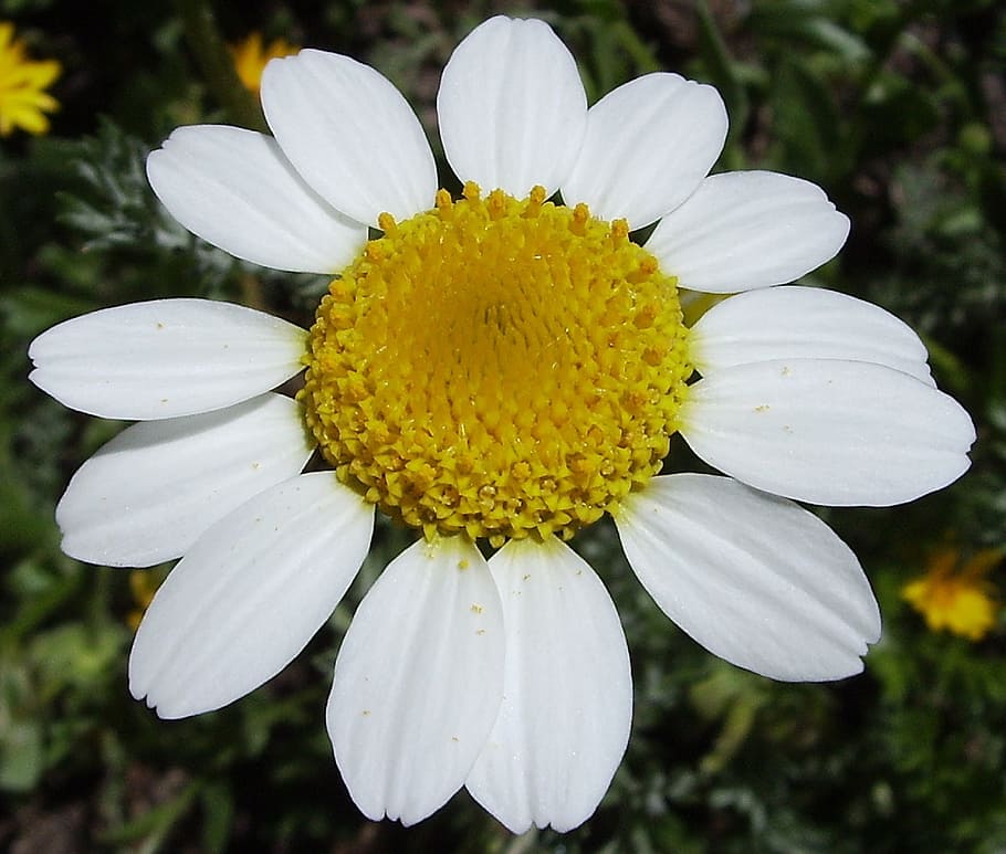 flower, macro, white, yellow, blossom, bloom, petals, white anacyclus HD wallpaper