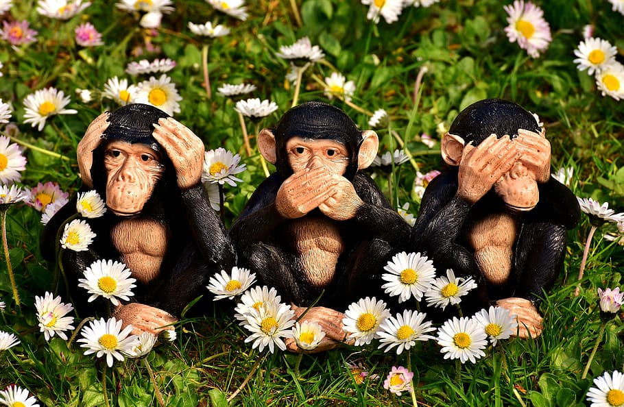 three monkeys sitting on flower field during daytime, not hear