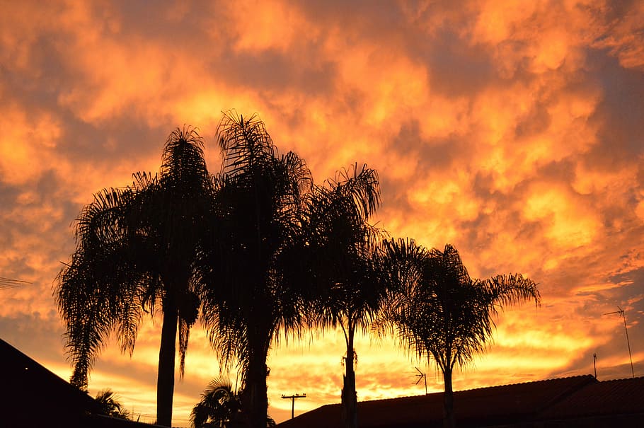 sky, orange, trees, landscape, sunset, nature, silhouette, dusk HD wallpaper