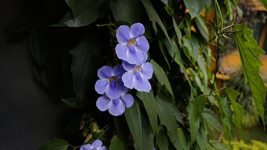 flowers, blue, color, flowering plant, freshness, beauty in nature HD wallpaper